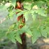 Bordo de paperbark