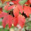 Bordo de paperbark