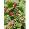 Calycanthus floridus