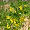 Coronilla emerus