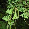 Coronilla emerus