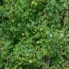 Coronilla emerus