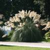 Planta proibida em Portugal-Capim dos Pampas