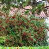 Cotoneaster lacteus