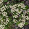 Cotoneaster lacteus