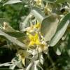 Elaeagnus angustifolia