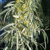Elaeagnus angustifolia