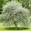 Elaeagnus angustifolia