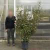 Eleagnus ebbingei