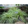 Carex 'Evergold'