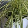 Carex 'Evergold'