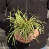 Carex 'Evergold'