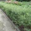 Salgueiro an�o p�rpura