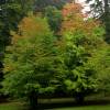 Cercidiphyllum  japonicum