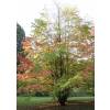 Cercidiphyllum  japonicum