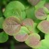 Cercidiphyllum  japonicum