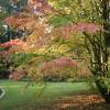 Cercidiphyllum  japonicum