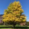 Cercidiphyllum  japonicum