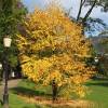 Cercidiphyllum  japonicum