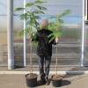 Planta proibida em Portugal- Alb�zia 'Ombrella'