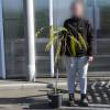 Planta proibida em Portugal- Albzia 'Ombrella'