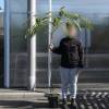 Planta proibida em Portugal- Albzia 'Ombrella'