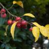 Macieira de jardim perpetu 'Evereste'