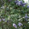 Lilás comum azul