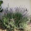 Lavanda