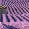Lavanda