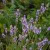 Lavanda 'Grosso'