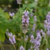 Lavanda 'Grosso'