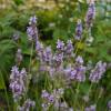 Lavanda 'Grosso'