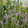 Lavanda 'Grosso'