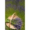Lavanda 'Grosso'