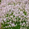 Lavanda Rosa