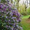 Rododendro roxo 'Augustinii'