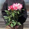 Rododendro yaku rosa