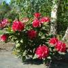 Rododendro rojo 'Lord Roberts'