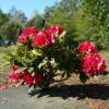 Rododendro rojo 'Lord Roberts'