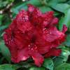 Rododendro rojo 'Lord Roberts'