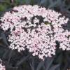 Sabugueiro negro 'Black Lace'