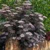 Sabugueiro negro 'Black Lace'