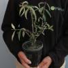 Budleia 'Nanho purple'
