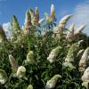 Budleia 'White profusion'