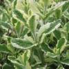 Hortelã doce variegata (Abacaxi)