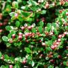 Cotoneaster horizontalis