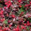 Cotoneaster horizontalis