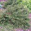 Cotoneaster horizontalis