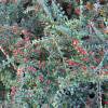 Cotoneaster horizontalis